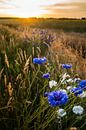  Strahlende Feldblumen in der Abendsonne von Fotografiecor .nl Miniaturansicht