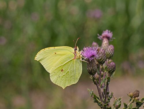 Citroenvlinder