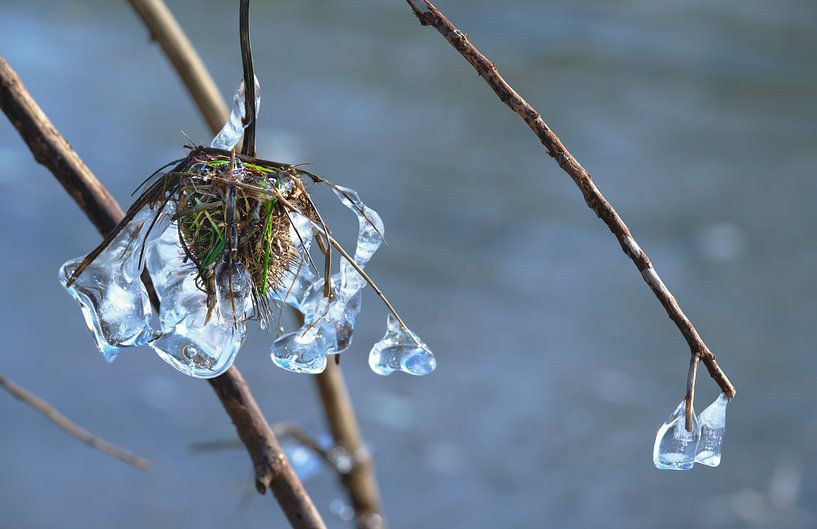 Glace suspendue par Catturato
