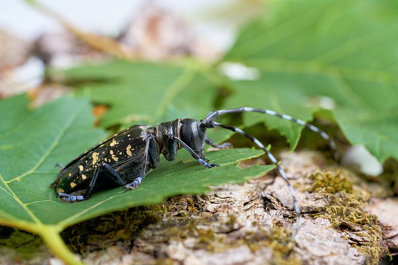 Aziatische boktor (anoplophora glabripennis) van Heiko Kueverling