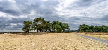 Groupe d'arbres sur la lande de Drenth sous un ciel d'été couvert sur John Duurkoop
