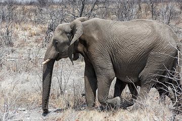 Desert elephant walking in the dried up Hoanib river in Namibia. by Tjeerd Kruse