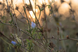 Blumen Teil 428