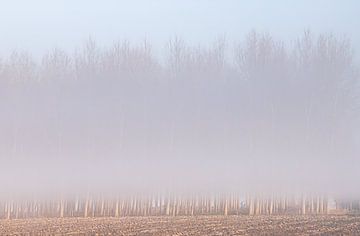 mist trees by natascha verbij