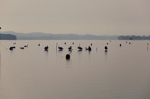 De Bodensee in de ochtend