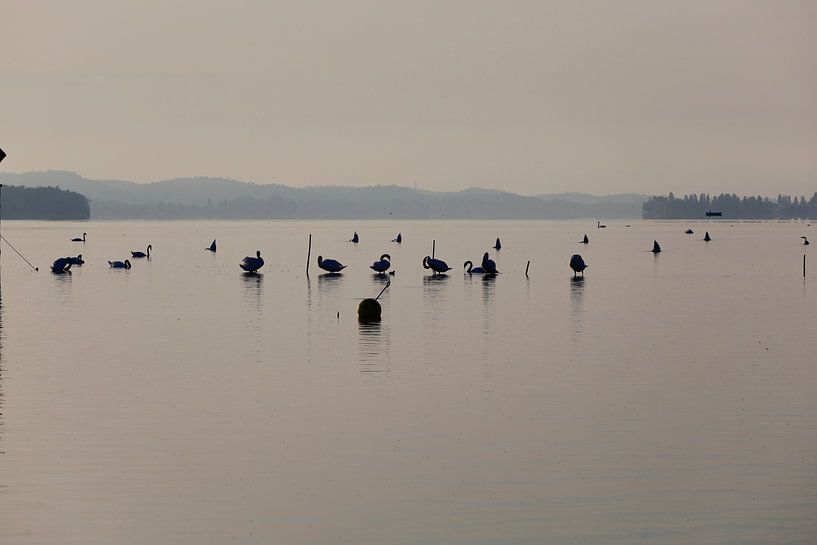 Bodensee am Morgen von Thomas Jäger