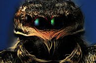 Springende Spinne - Salticidae von Rob Smit Miniaturansicht