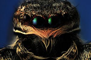 Springende Spinne - Salticidae