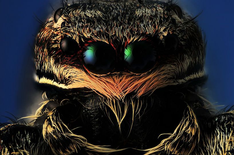 Springende Spinne - Salticidae von Rob Smit
