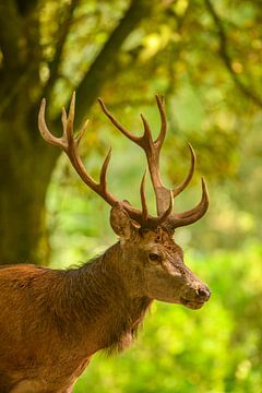 Red deer stag in a forest during early autumn at the start of the rutting season. by Sjoerd van der Wal Photography