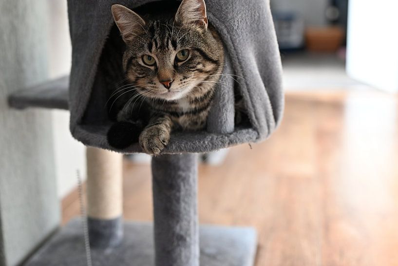 Grau gestreifte Katze, die in einem Kratzbaum liegt von JGL Market