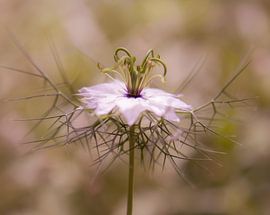 missy in green by Tania Perneel