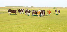Cows in the polder by Ilse zoomt in.