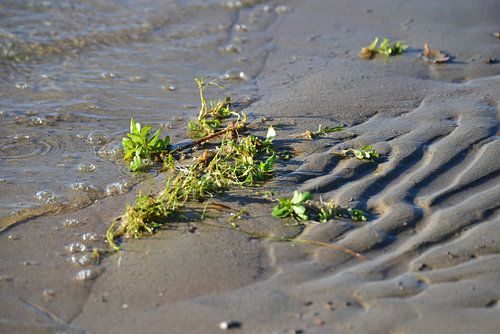 Aangespoelde waterplant