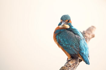 IJsvogel op tak