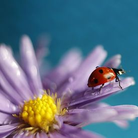 Marienkäfer auf Blume von Lammie Postmus