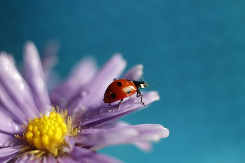 Marienkäfer auf Blume