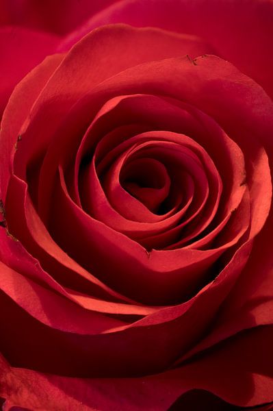 Die schöne Rote Rose. von Robby's fotografie