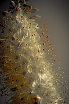 blossoming flower von Peter Bouwknegt