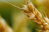 Detail of grain by Jacqueline Sinke thumbnail
