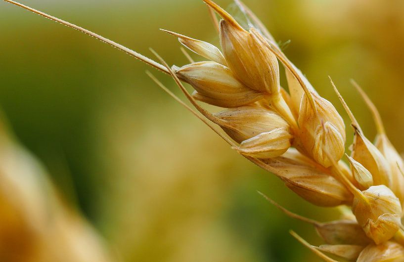 Detail of grain by Jacqueline Sinke