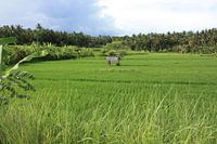 Field