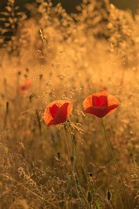 Summer evening feeling: poppies in the evening sunlight