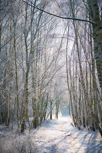 Winterlandschap met berken bedekt met sneeuw en vorst