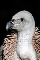 Griffon Vulture