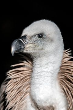 Griffongier van UnkczY