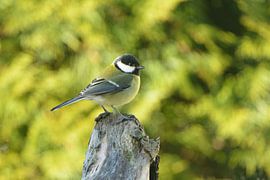 Kohlmeise von Karin Jähne