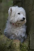 Romanian dog