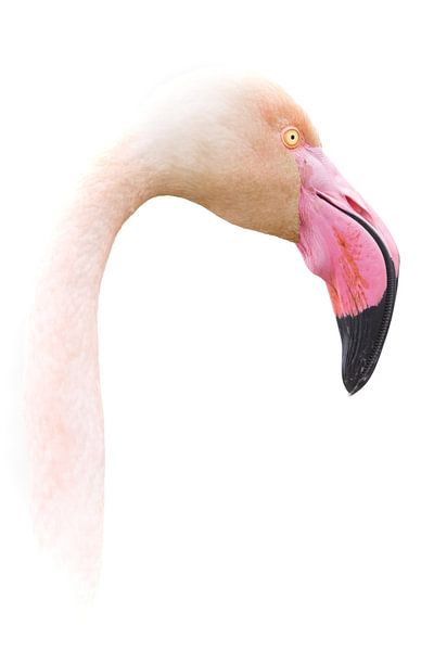 High key flamingo hoofd.  Less is more (II) van Kris Hermans