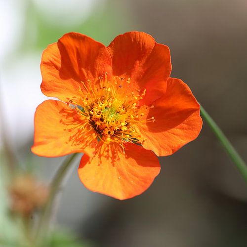 29 Jochumhof Nagelkruid