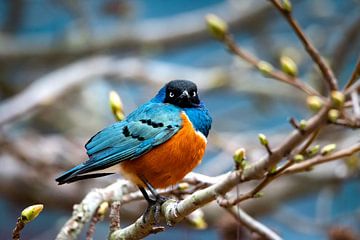 Kleurrijke vogel op een tak