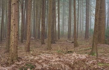 Herbstfarben im Bergherbos. von René Jonkhout