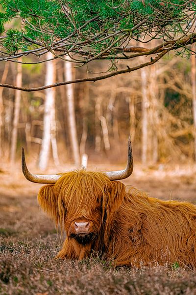 Scottish Highlanders by Truckpowerr