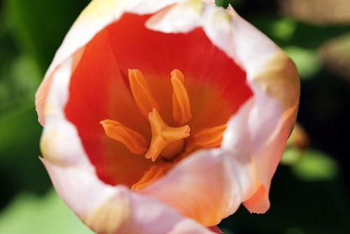 Tulip Blossom
