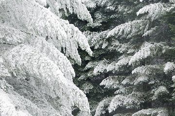 Een winters tafereel. Dwingelderveld, Drenthe.