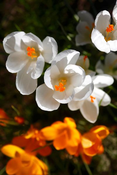 Crocus par Thomas Jäger