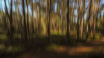creative nature photography 'woodlands'