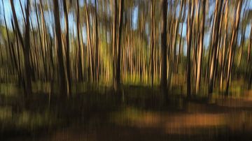 creatieve natuurfotografie 'woodlands'