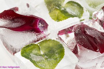 Cyclamen dans la glace 3 sur Marc Heiligenstein