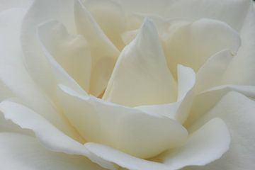 roos van Ries IJsseldijk