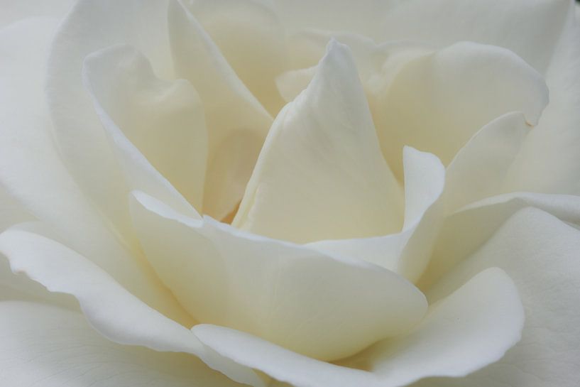 roos von Ries IJsseldijk
