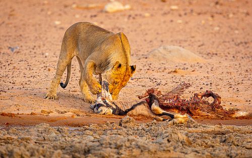 Lion with prey by Chris Stenger