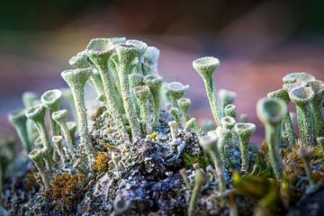 Traces of wonder by Jos Crooymans