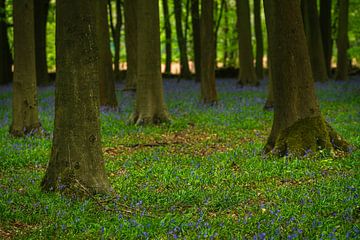 Des jacinthes de forêt dans une forêt en Angleterre sur Anges van der Logt