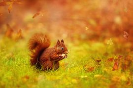 A red Squirrel in a autum scene by LHJB Photography