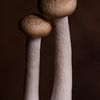 Two brown beech mushrooms by Marjolijn van den Berg